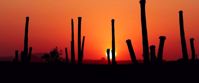 Picture of Arizona Sonoran Desert Sampler Sonoran dessert sunset