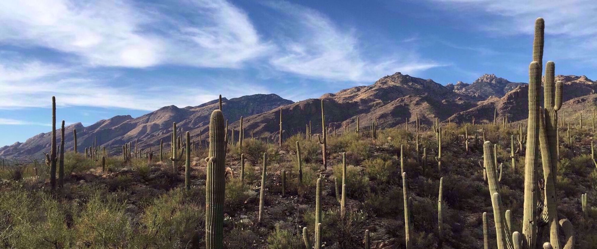 Picture of Arizona Sonoran Desert Sampler Sonoran dessert saguaro