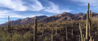 Picture of Arizona Sonoran Desert Sampler Sonoran dessert saguaro