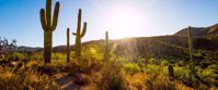 Picture of Arizona Sonoran Desert Sampler Sonoran dessert saguaro sun and mountains