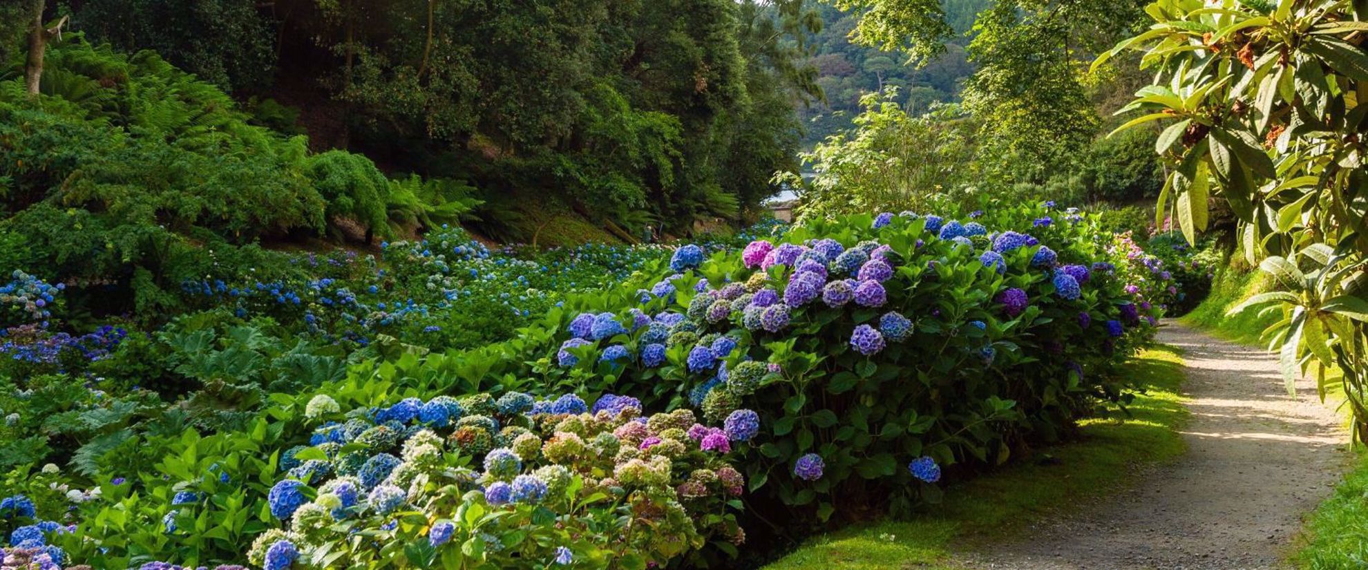 Trebah Gardens Trebah Gardens