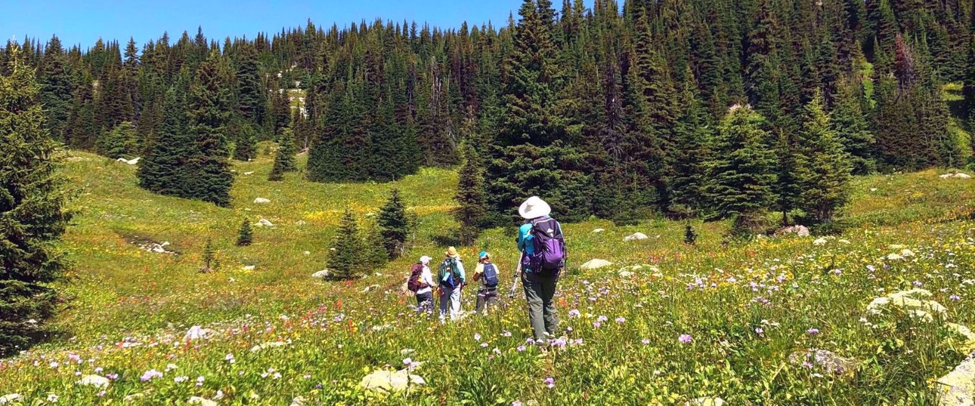 hiking in the fields of wildflowers in canada