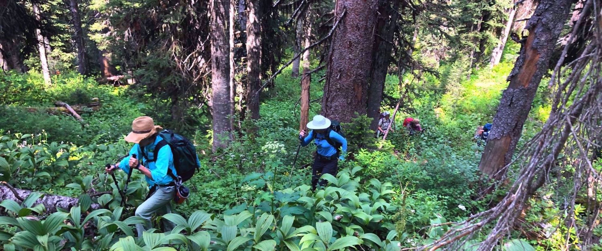 Picture of Hiking Hut to Hut in British Columbia hiking the dense forests of the wells gray wilderness