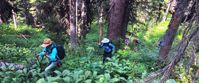 Picture of Hiking Hut to Hut in British Columbia hiking the dense forests of the wells gray wilderness