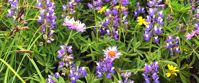 wildflowers in canada