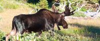 wildlife in the snowy mountains of wyoming