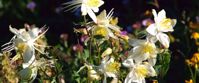 wildflowers in the mountains of wyoming