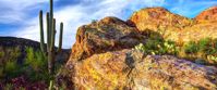 women's travel to the Saguaro National Park Picture of Arizona Hike & Sketch