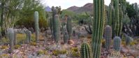 exploring the southwest by hiking Picture of Arizona Hike & Sketch