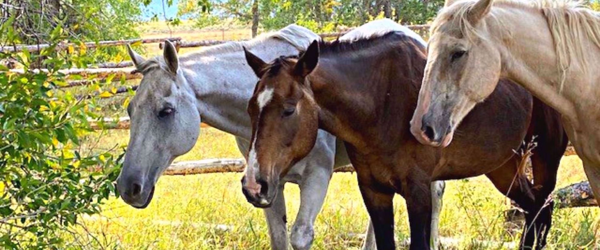 women's horseback riding and hiking trip