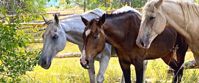 Picture of Colorado Horseback Riding and Hiking women's horseback riding and hiking trip