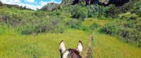 Picture of Colorado Horseback Riding and Hiking horseback riding in Colorado