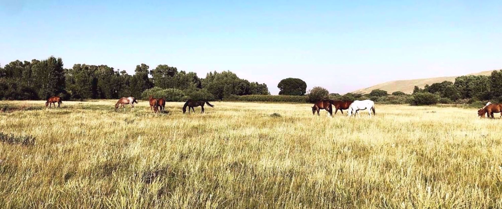 Picture of Colorado Horseback Riding and Hiking horseback riding in Colorado