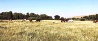 horseback riding in Colorado