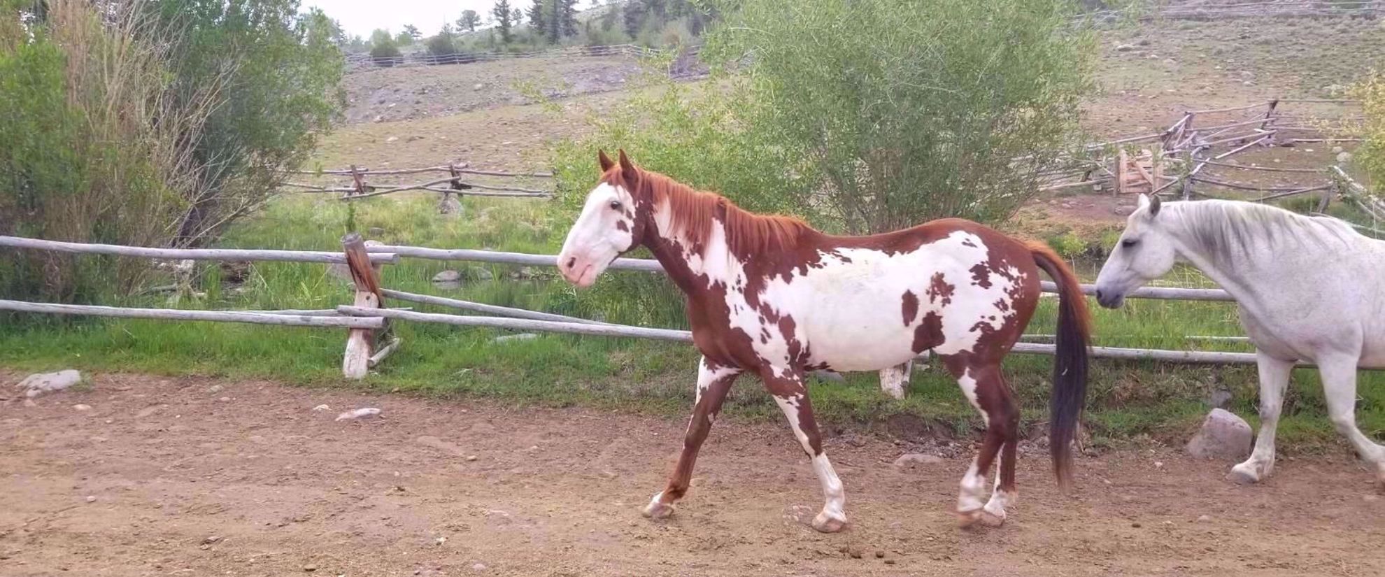 the joy of time with horses on a getaway