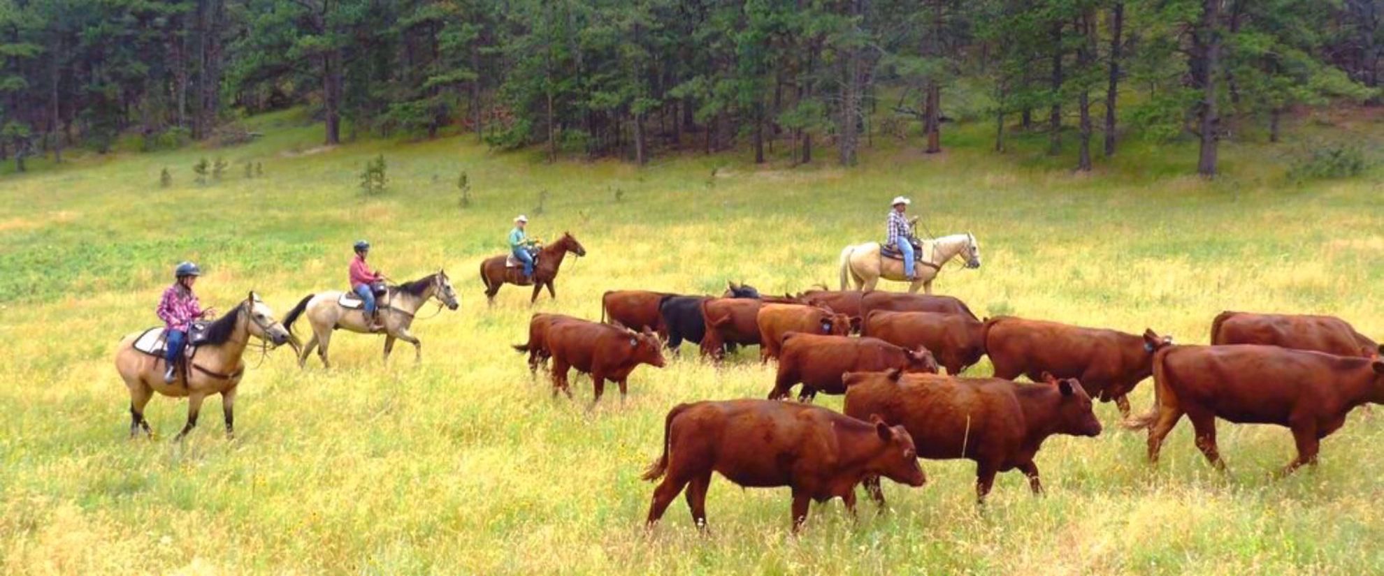 Picture of Colorado Horseback Riding and Hiking horseback riding the hills of colorado