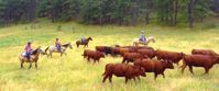Picture of Colorado Horseback Riding and Hiking horseback riding the hills of colorado