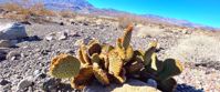 Picture of Death Valley Delights desert flora and fauna in death valley