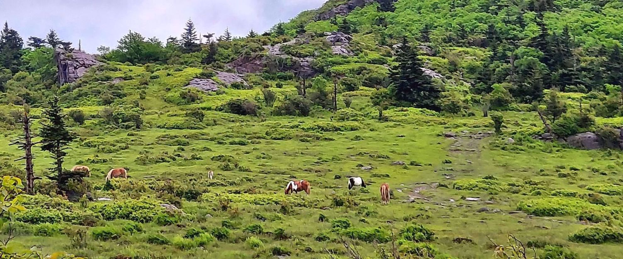 Picture of Intro to Lightweight Backpacking on the AT find the wild ponies along the AT