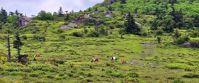 Picture of Intro to Lightweight Backpacking on the AT find the wild ponies along the AT