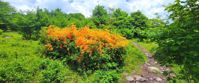 flowers in bloom along the AT