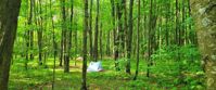 Picture of Intro to Lightweight Backpacking on the AT learn wilderness backpacking skills along the AT