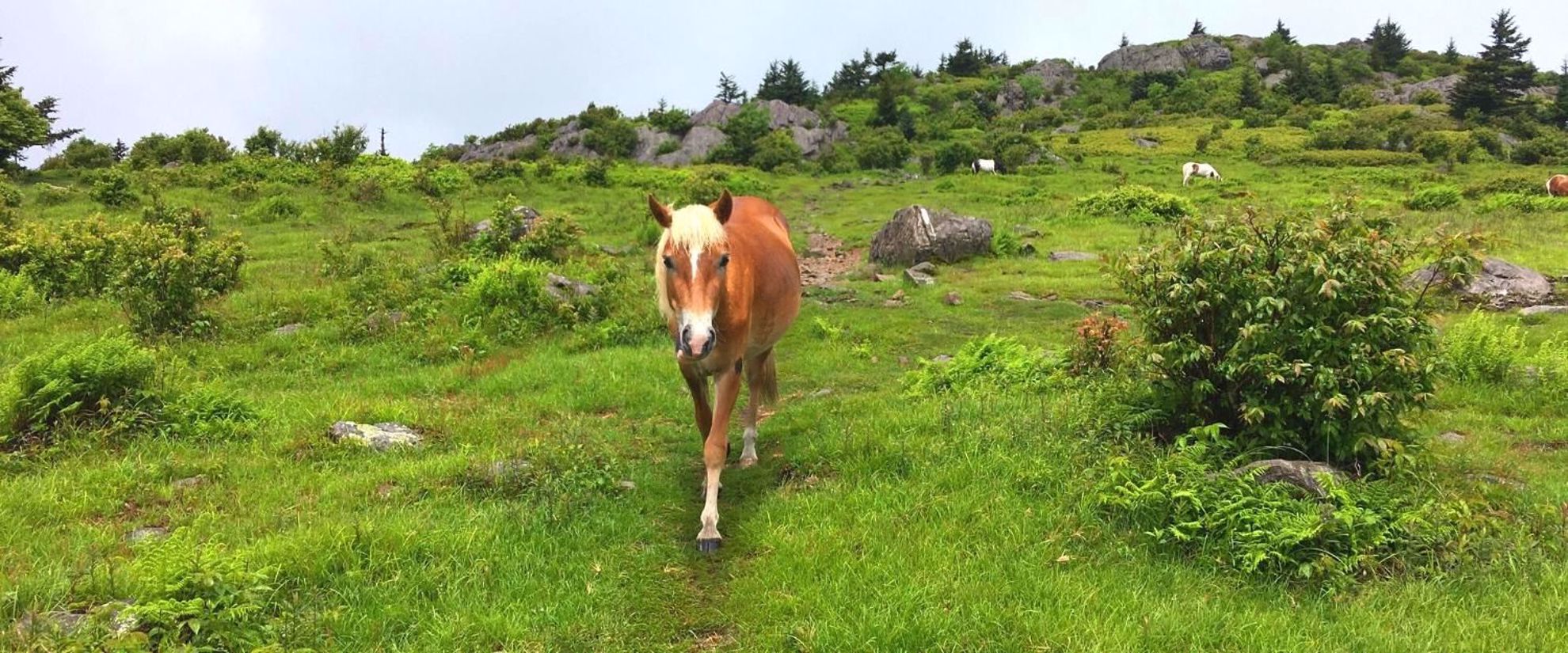 Picture of Intro to Lightweight Backpacking on the AT relish time with the wild ponies