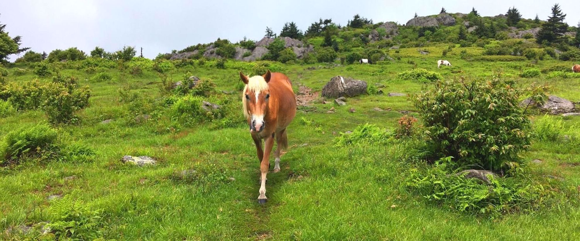 relish time with the wild ponies