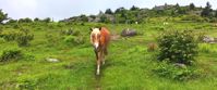Picture of Intro to Lightweight Backpacking on the AT relish time with the wild ponies