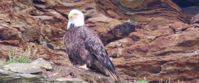 Picture of Highlights of Nova Scotia Discover the wildlife of Nova Scotia on a women's small group tour