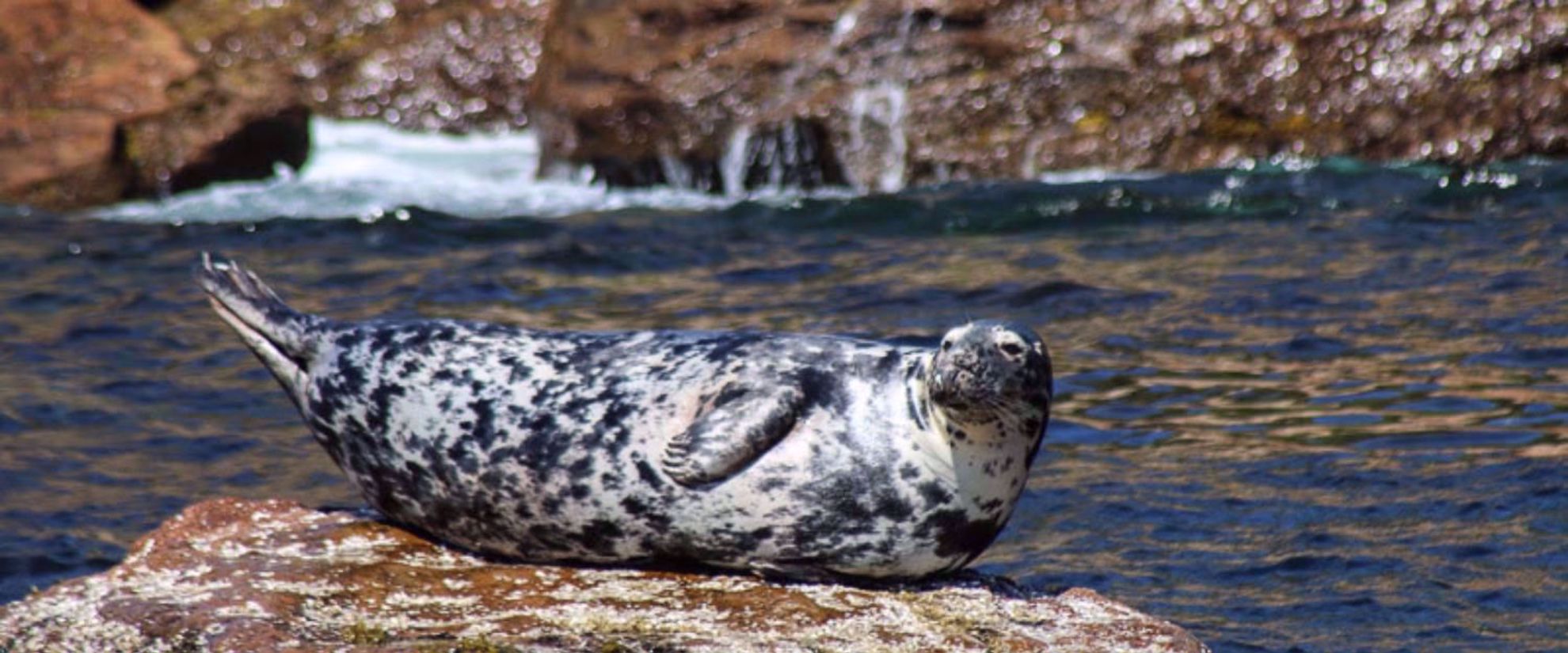 Picture of Highlights of Nova Scotia Discover the marine life of Nova Scotia on a women's small group tour