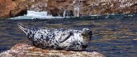 Discover the marine life of Nova Scotia on a women's small group tour