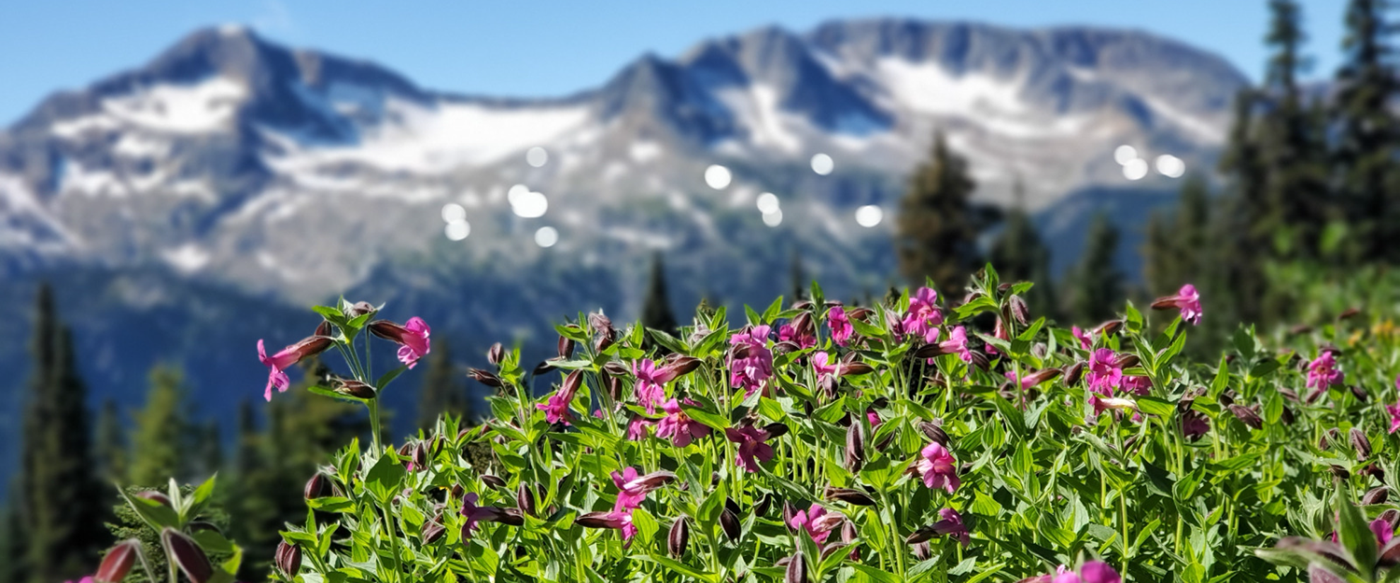 hiking hut to hut with women's travel in british columbia