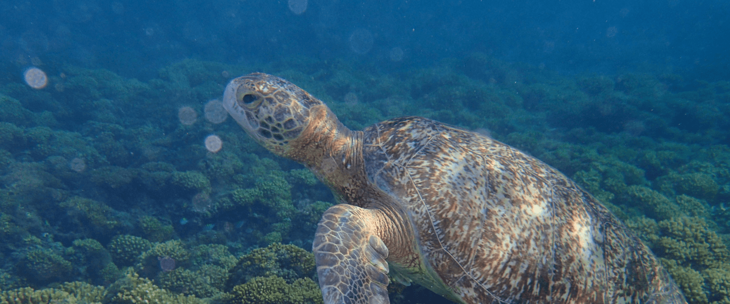 Camping on the Sea Of Cortez | Snorkeling, Boating, Wildlife, Hiking, Stand Up Paddle-boarding, Kayaking in Mexico