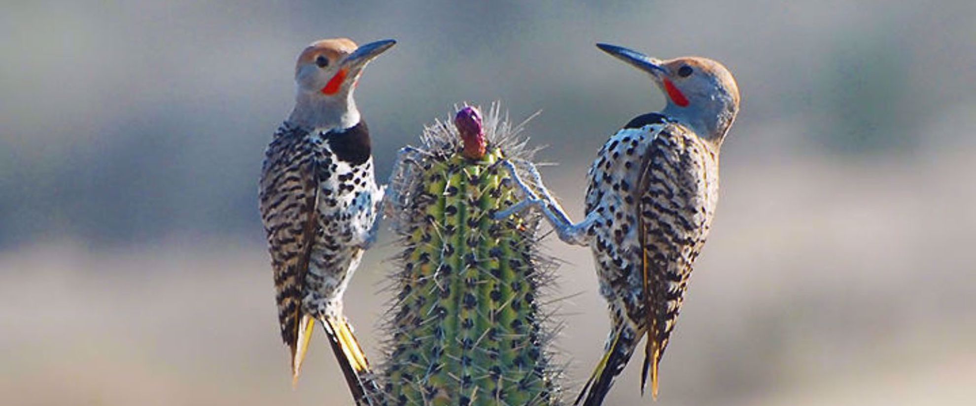 Picture of Baja's Scenic Sierras and Coastal Charms