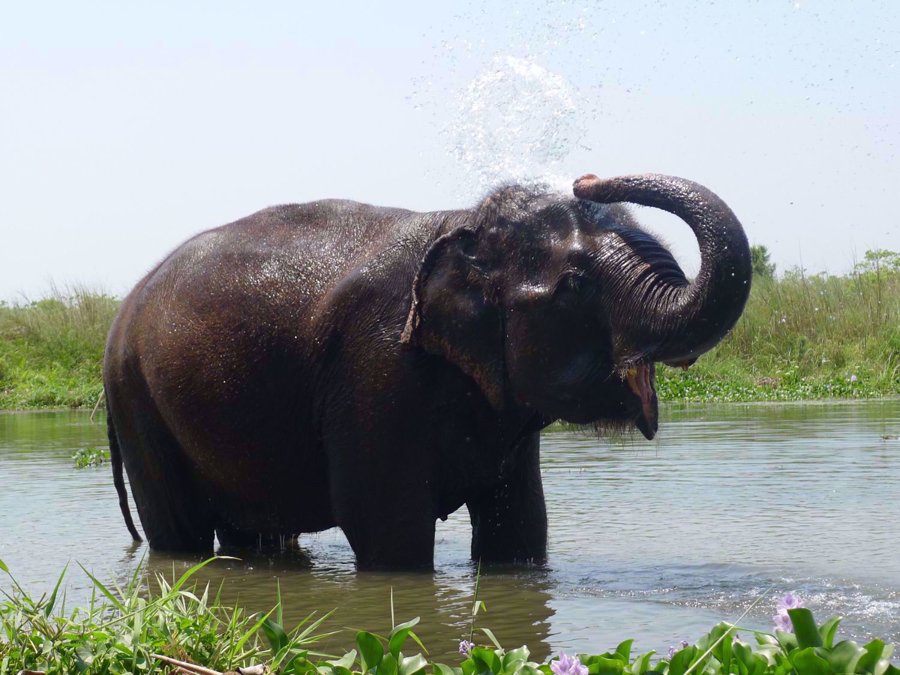 Trekking, Culture and Wildlife in Nepal