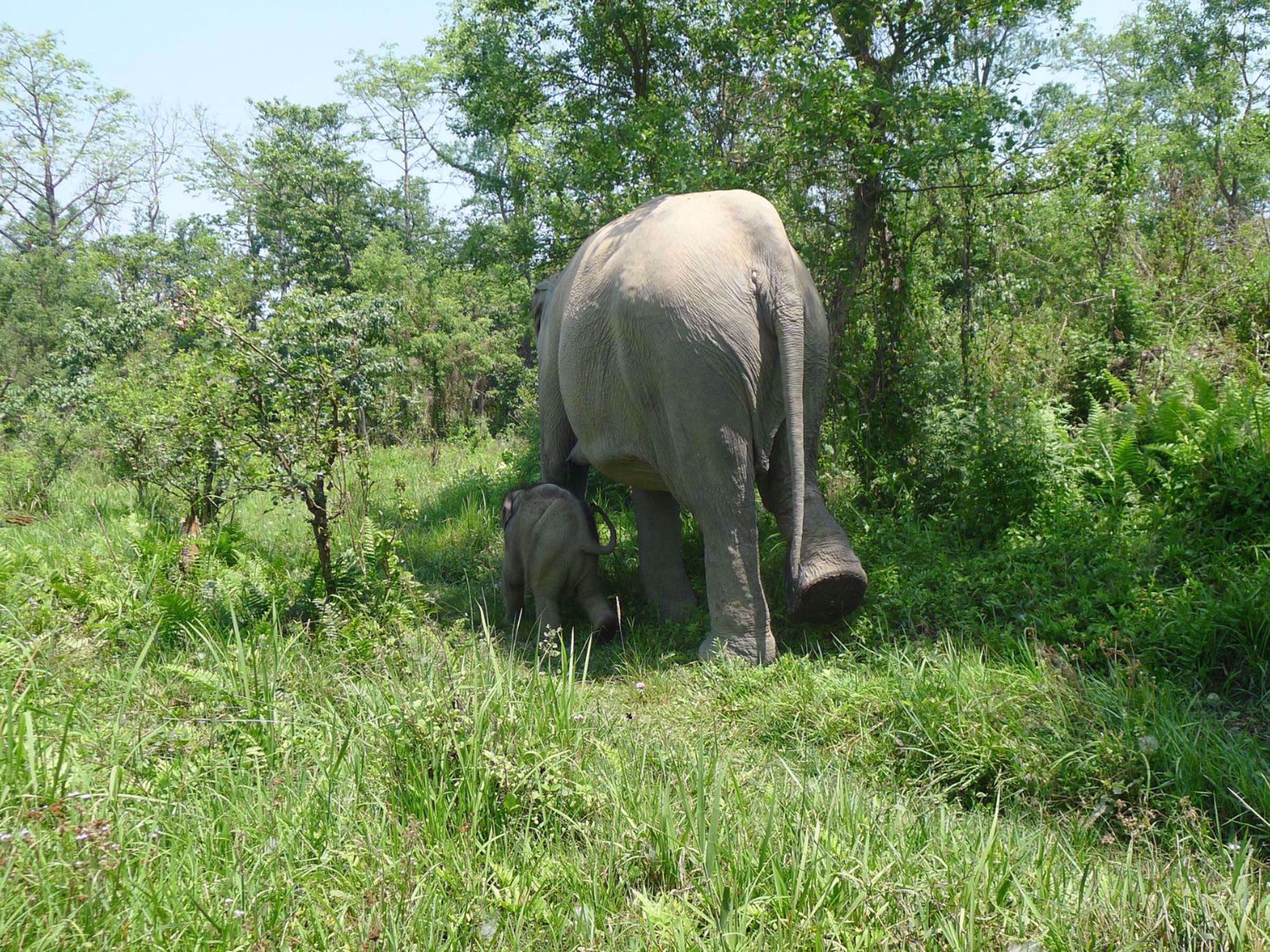 Trekking, Culture and Wildlife in Nepal