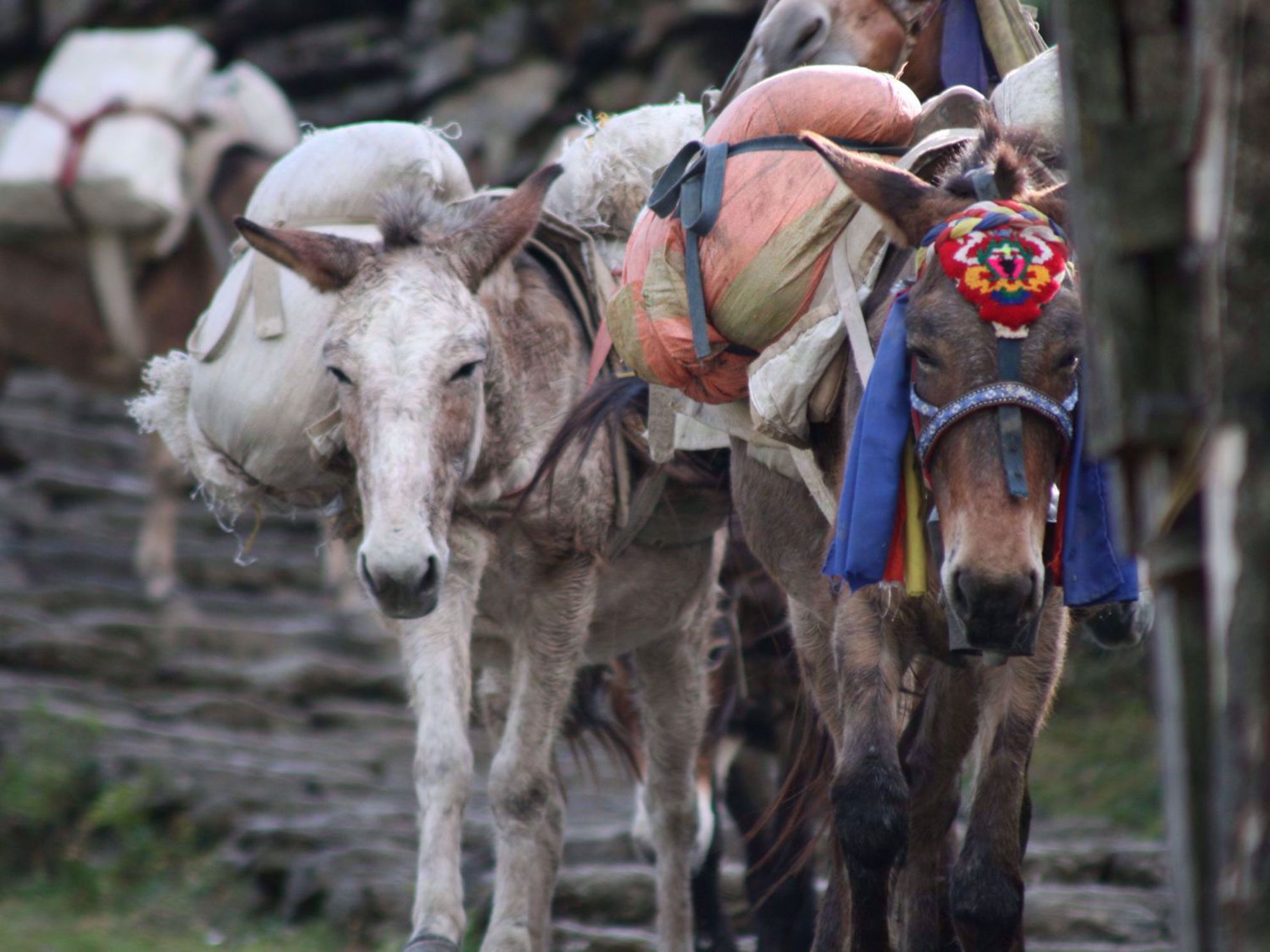 Trekking, Culture and Wildlife in Nepal Trekking, Culture and Wildlife in Nepal