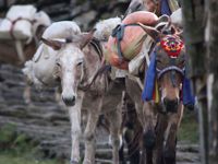 Trekking, Culture and Wildlife in Nepal Trekking, Culture and Wildlife in Nepal