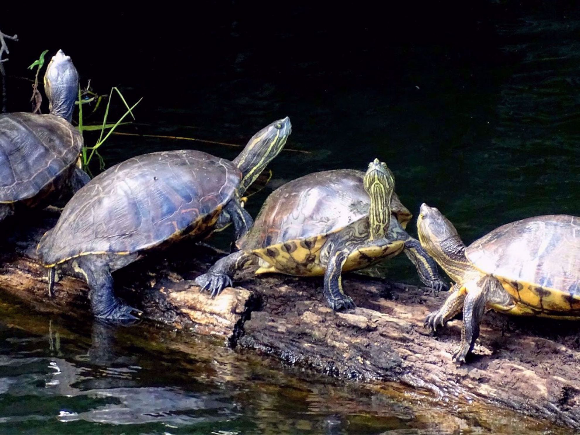 turtles in Panama