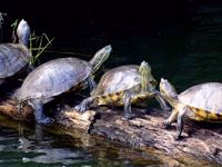 Picture of Paradise in Panama Wellness Retreat turtles in Panama