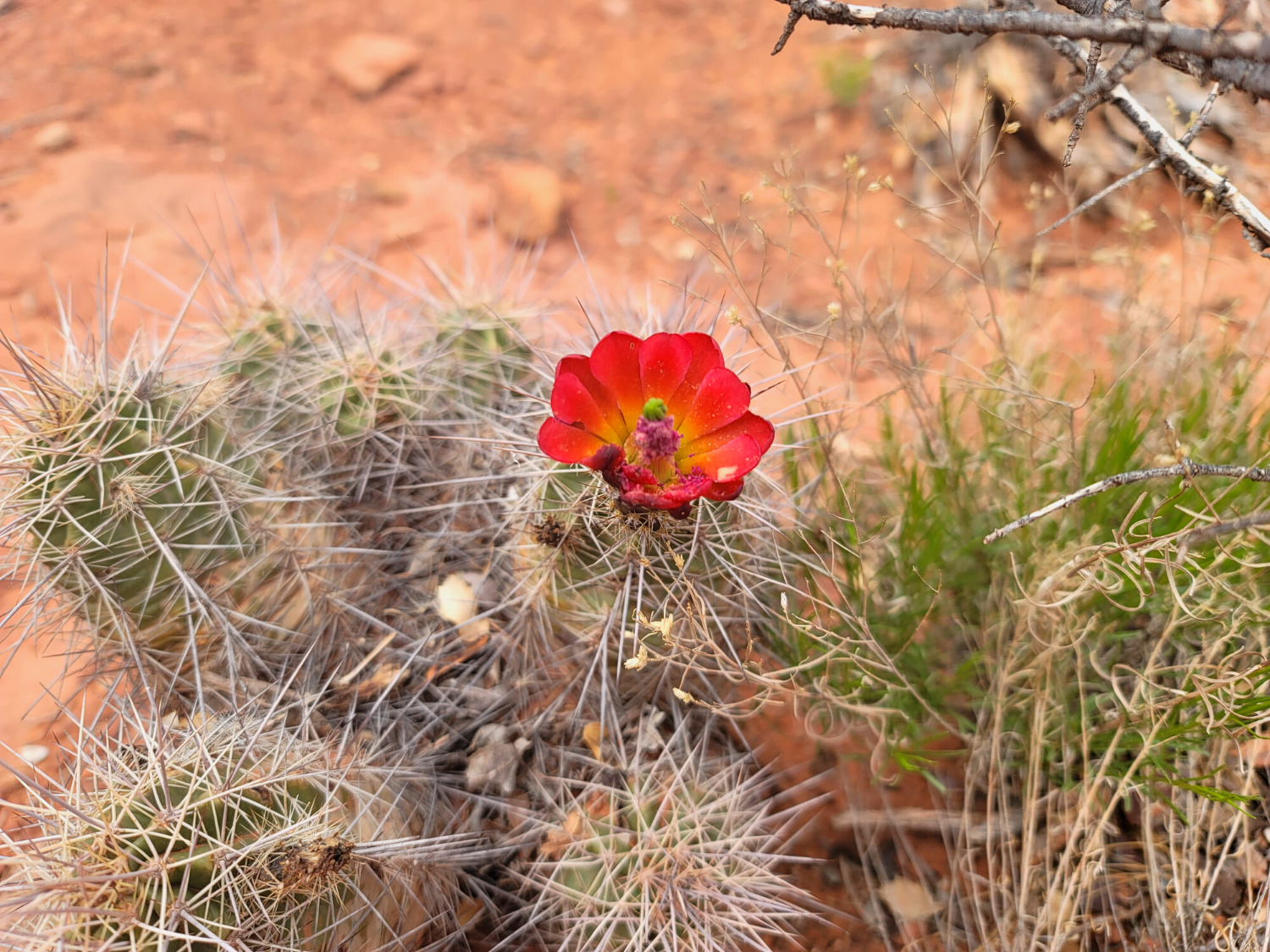 Arizona Wildflowers found hiking
