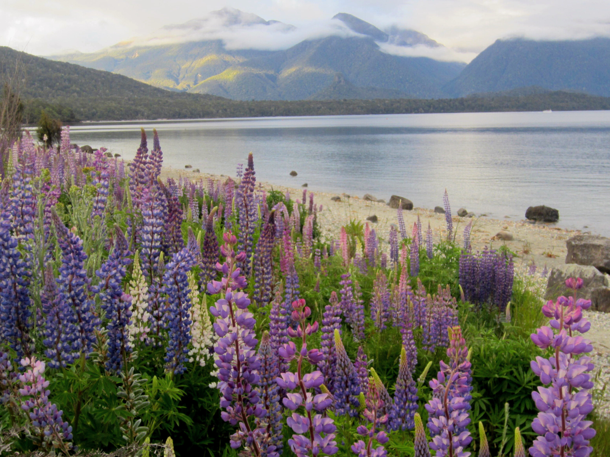 Picture of Exploring New Zealand