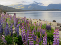 Picture of Exploring New Zealand Picture of Exploring New Zealand