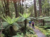 Picture of Exploring New Zealand