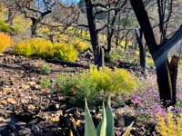 Picture of Big Bend Exploring and Hiking