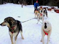 Picture of Dog Sledding and Winter Fun