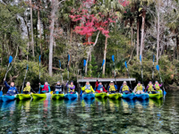 Picture of Paddling with Manatees