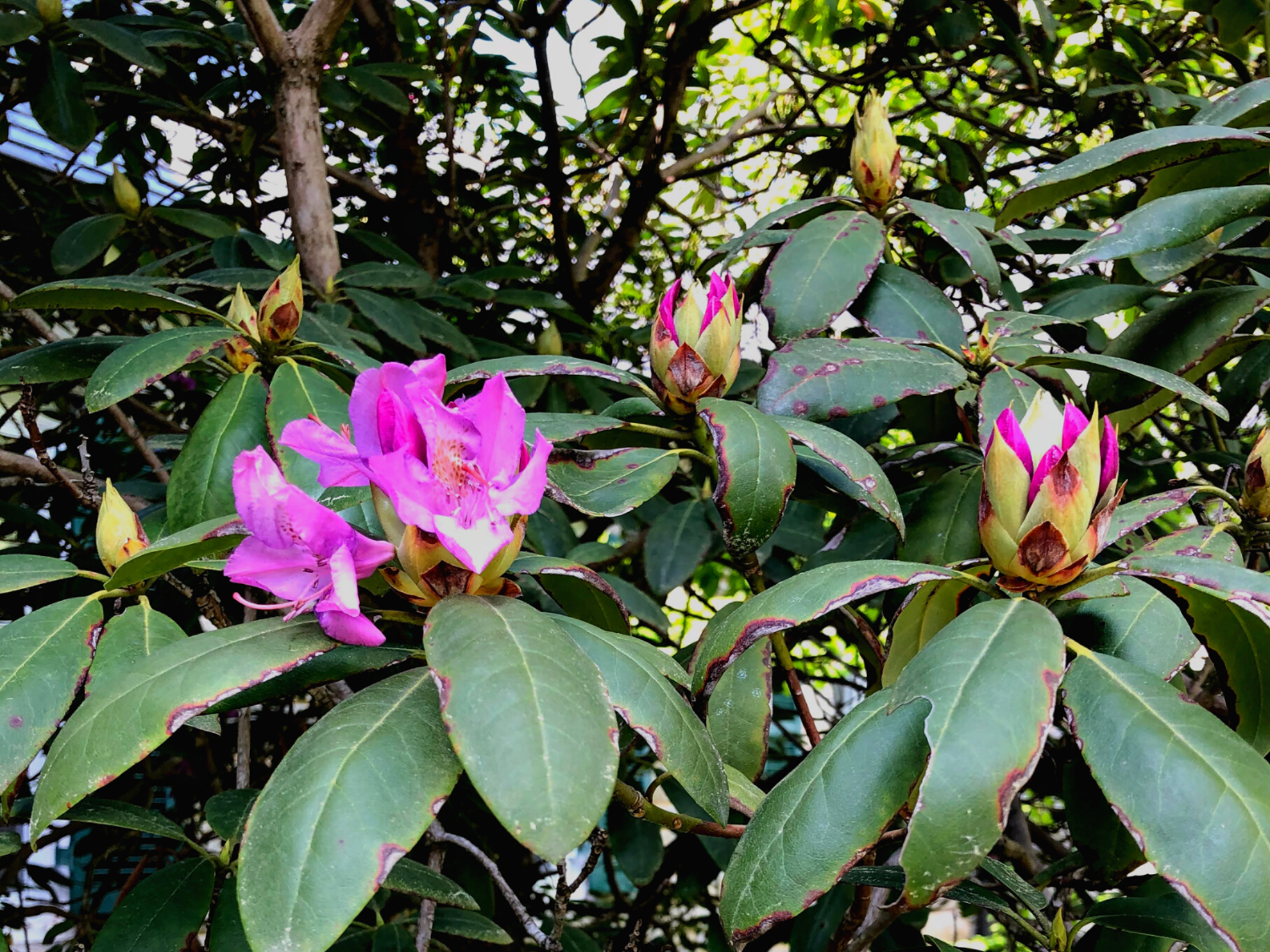 Picture of Wildflowers & Waterfalls: Exploring the Great Smokies