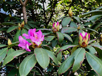 Picture of Wildflowers & Waterfalls: Exploring the Great Smokies Picture of Wildflowers & Waterfalls: Exploring the Great Smokies